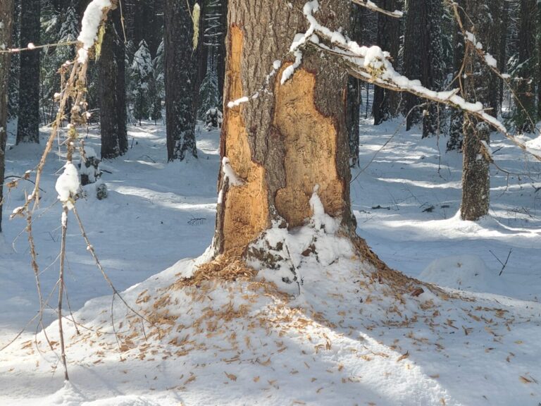 Broad and extensive excavation by a Pileated Woodpecker in a dead fir tree. Wood chips cover the snow nearby.