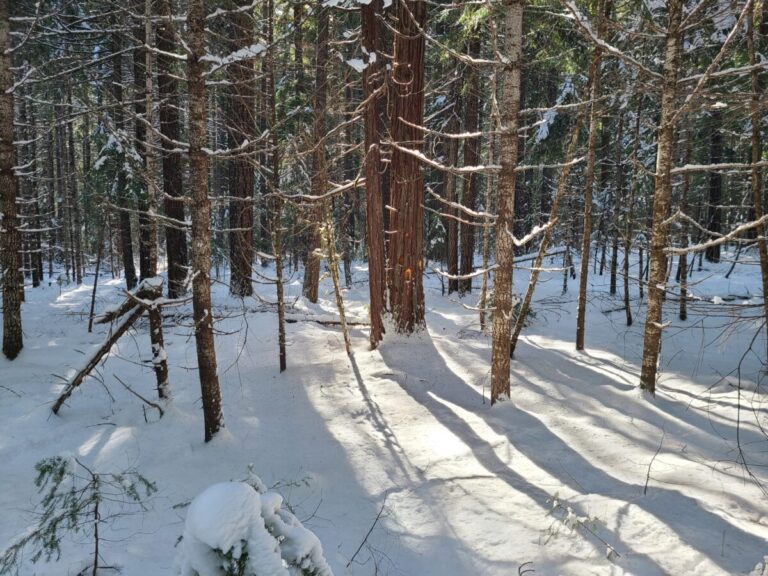 A broad view of the cedar containing the rectangular oval excavation by the Pileated Woodpecker.