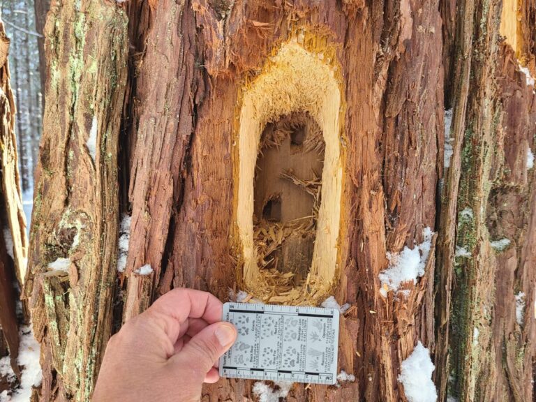 A classic rectangular oval excavation by a Pileated Woodpecker in this Incense Cedar.