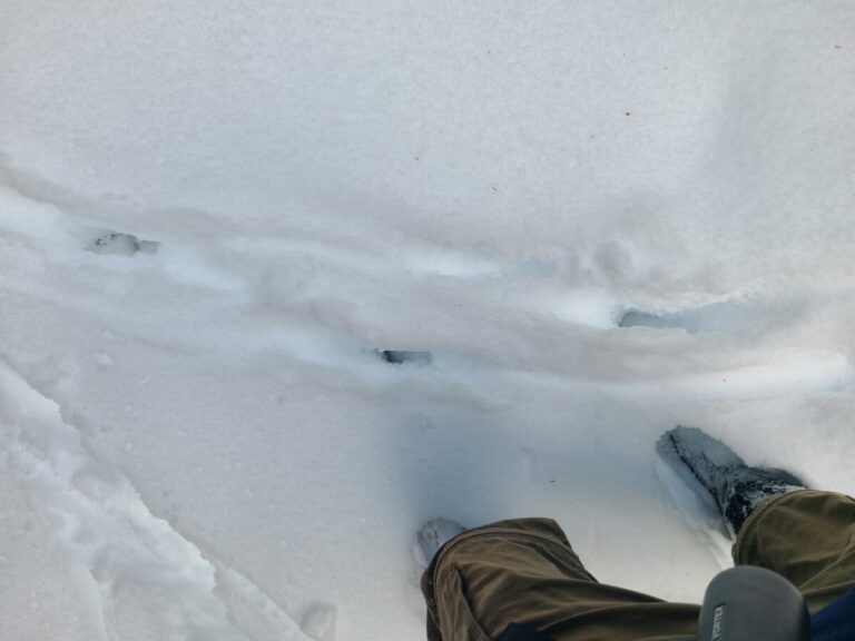 Deer walking in snow showing foot drag marks.