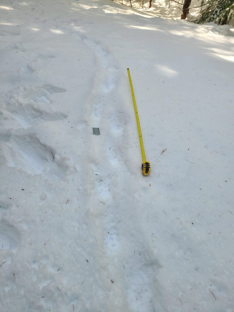 Mountain Lion traveling in deeper snow.