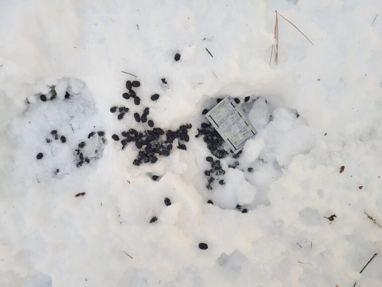 Deer scat.