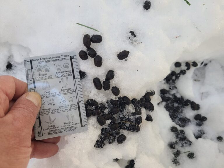 Deer scat.