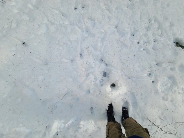 I included several photos of this interesting little hole where it appears deer have repeatedly stuffed their nose and created this hole. I also found it interesting that tracks converge from all directions on this spot. Is it a scent station?