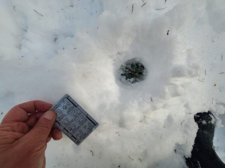I included several photos of this interesting little hole where it appears deer have repeatedly stuffed their nose and created this hole. Is it a scent station?