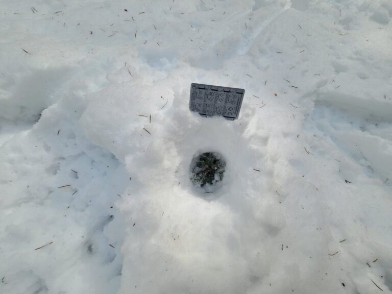 I included several photos of this interesting little hole where it appears deer have repeatedly stuffed their nose and created this hole. Is it a scent station?