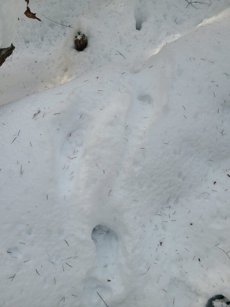 Mountain Lion stepping up onto a log to cross it.