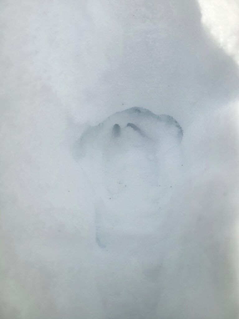 Mountain Lion foot impression over a deer track. In this part of the trail the Mountain Lion was putting its feet into the foot holes made by the deer.