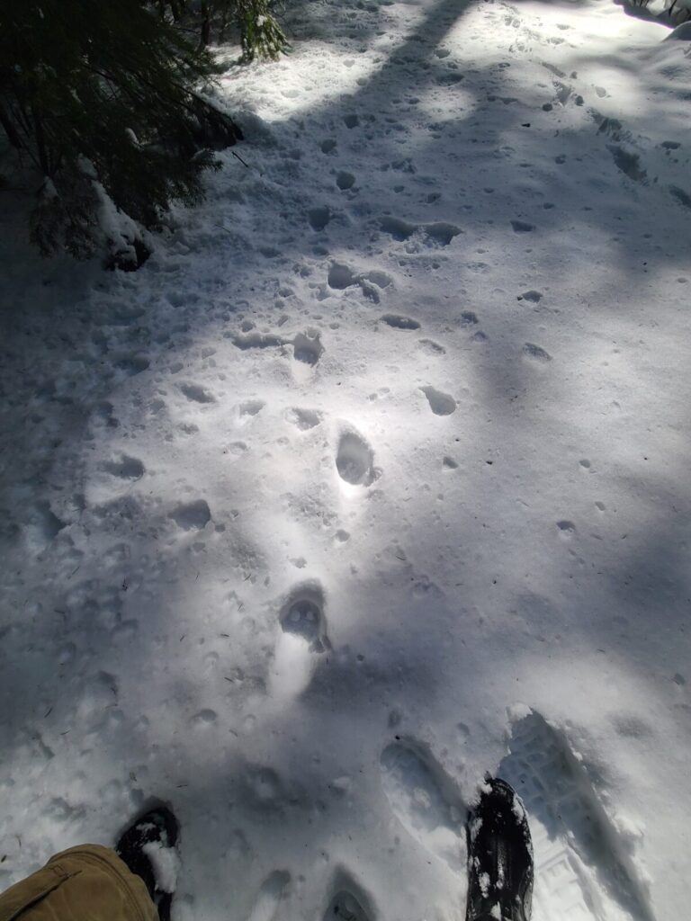 Mountain Lion trail along the edge of a forest road.