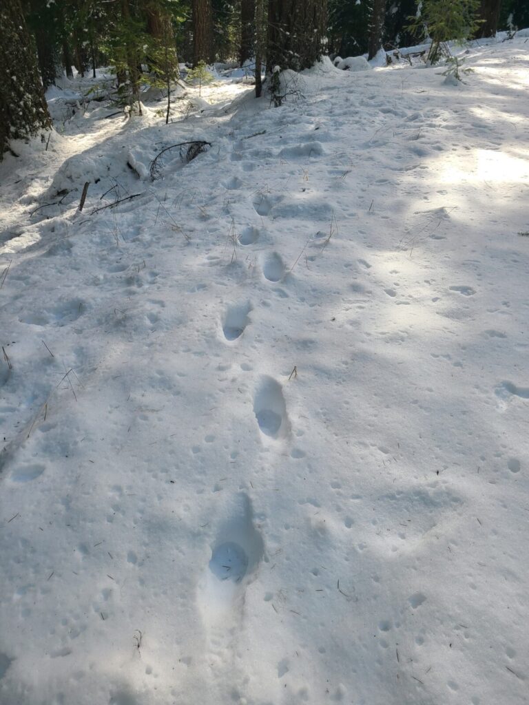 Mountain Lion trail along the edge of a forest road.