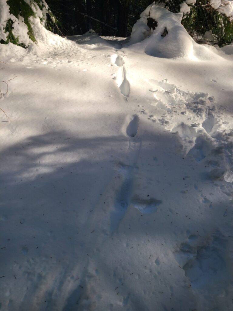 Mountain Lion trail through the smooth deep snow on a forest road with relatively open canopy.