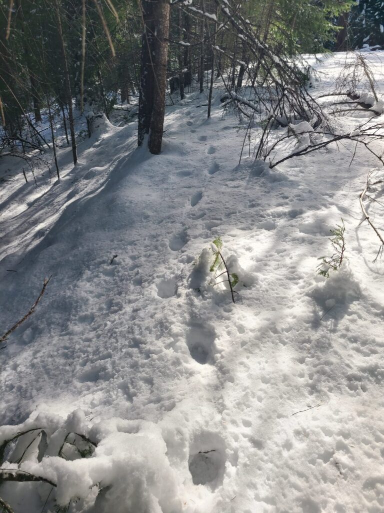 Mountain Lion trail through woods.