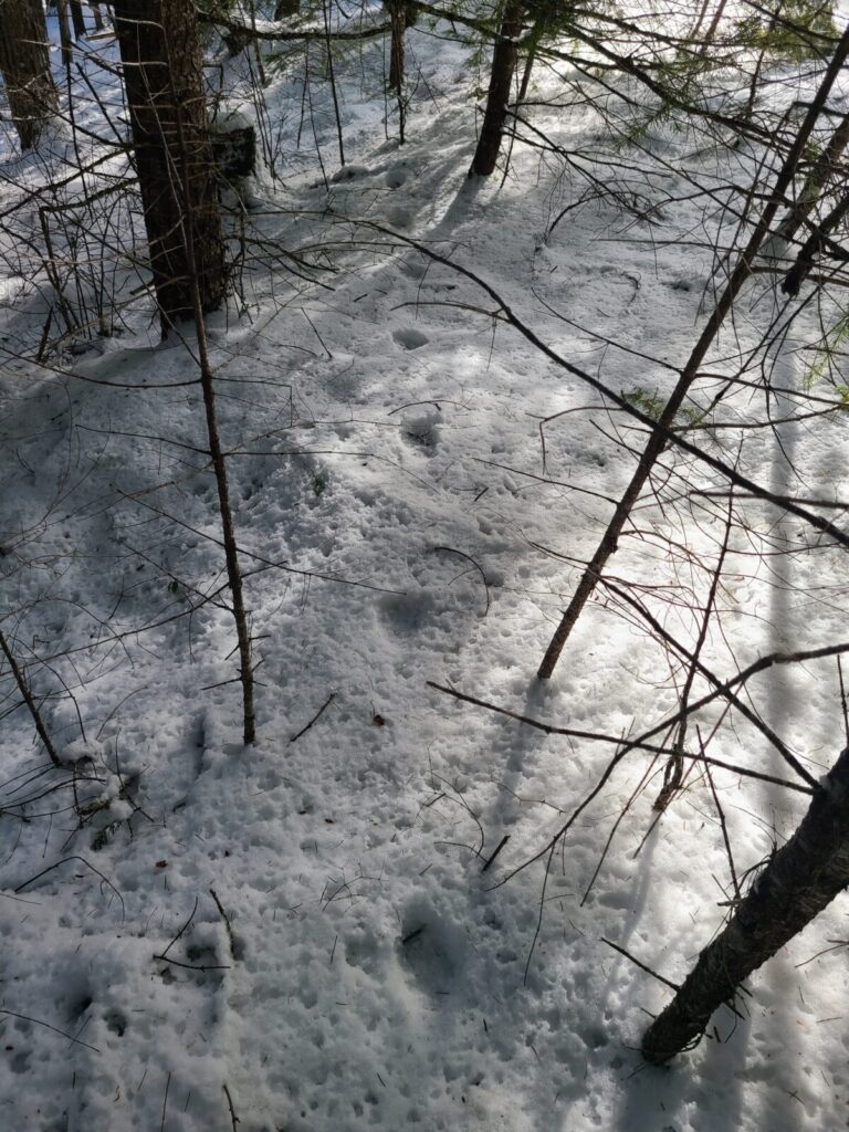 Mountain Lion trail through woods.