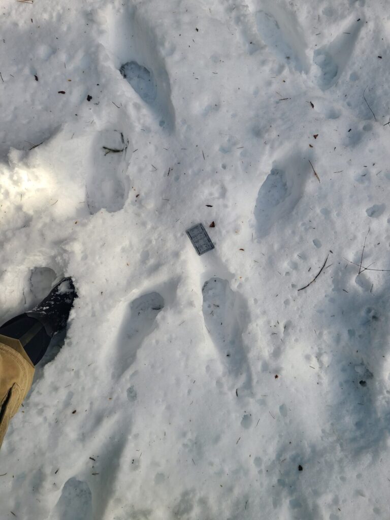 Closer view of the crossed trail.