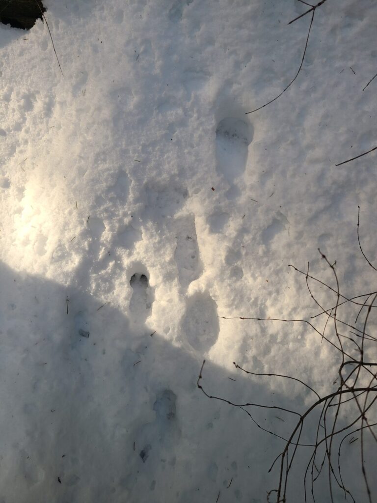 Mountain Lion trail with deer trail.