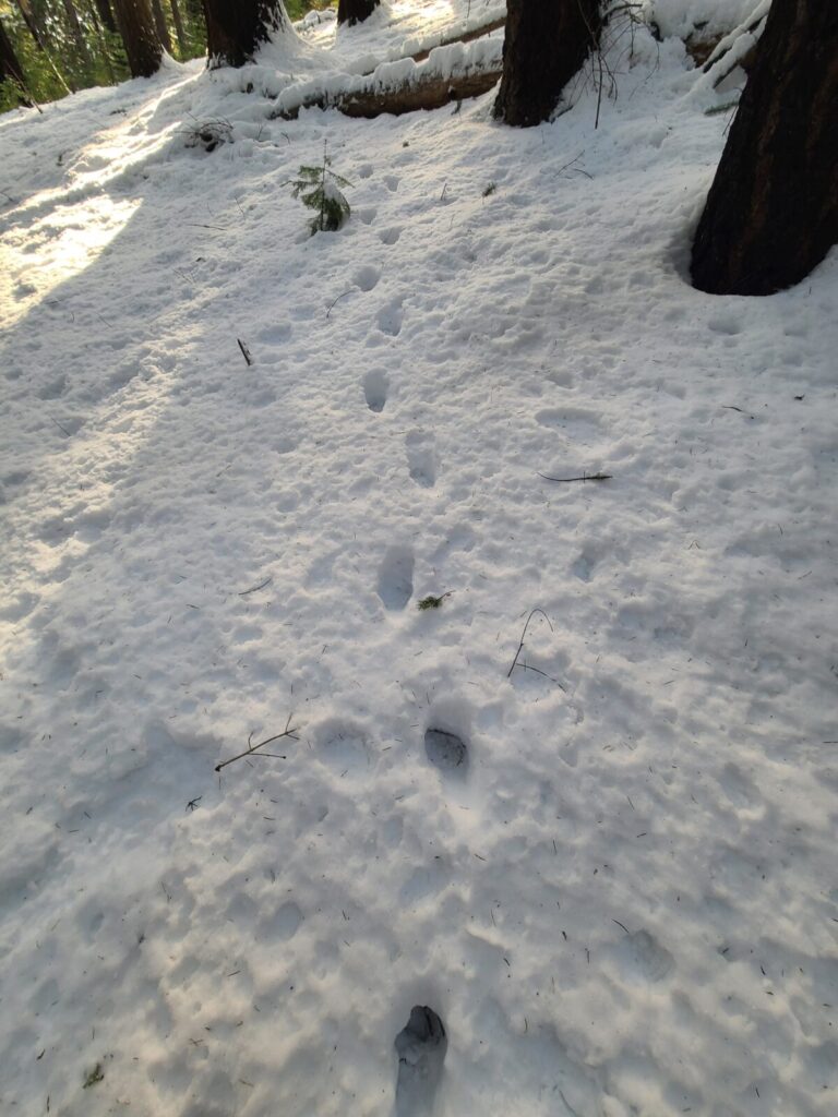 Somewhat old Mountain Lion tracks under the tree canopy (note rough snow surface)