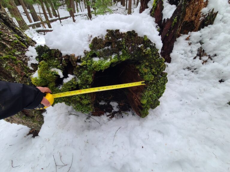 Hollow log used as a den by a Striped Skunk, confirmed by camera trap.