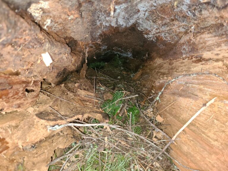Inside view of the hollow log used as a den by a Striped Skunk, confirmed by camera trap.