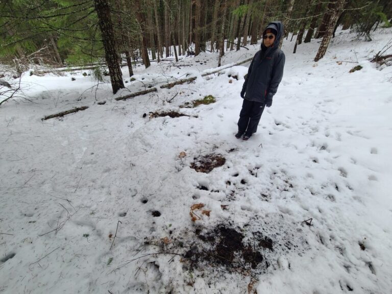 Deer pawing at ground, possibly foraging.