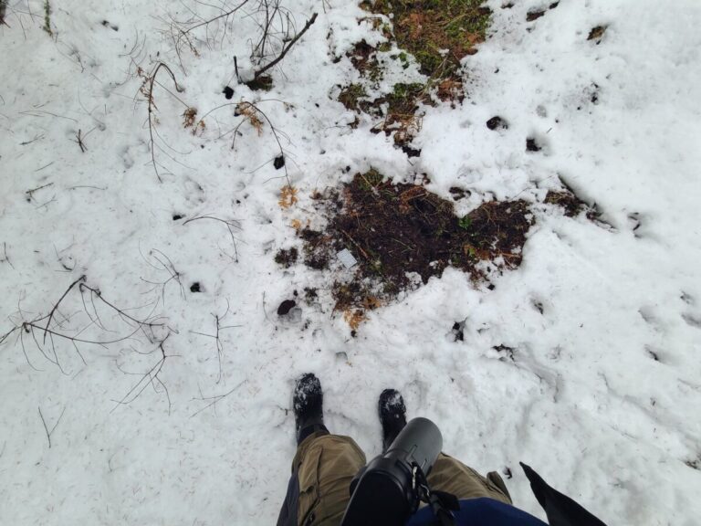 Deer pawing at ground, possibly foraging.