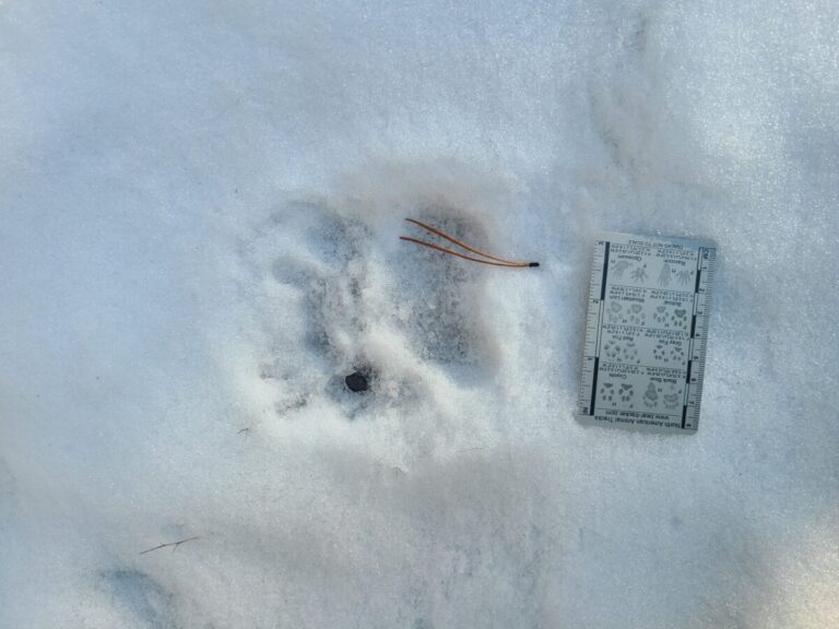 Black Bear double register, right side because meta pad widest on right and lowest toe on left.