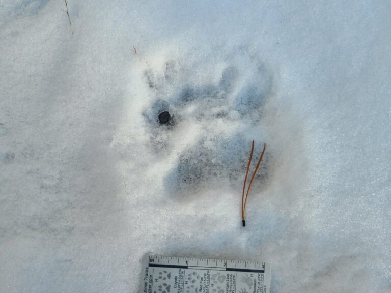 Black Bear double register, right side because meta pad widest on right.