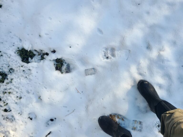 Black Bear trail crossing road, traveling right to left, in a direct register, even though the snow is only an inch or two deep.