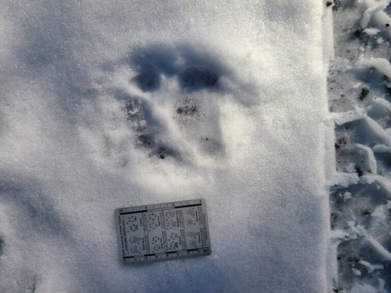 Black Bear double register, right side because meta pad widest on right and lowest toe on left.