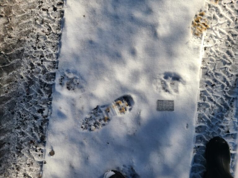 Black Bear trail crossing road, traveling right to left, in a direct register, even though the snow is only an inch or two deep.