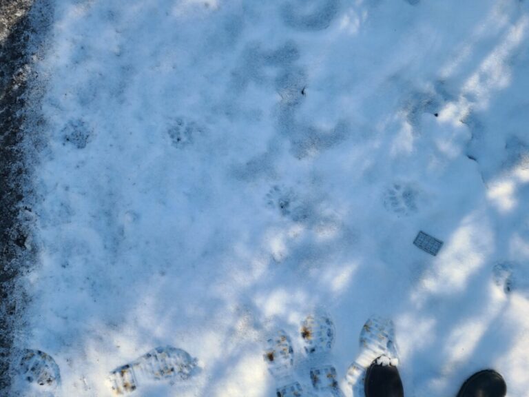 Black Bear trail crossing road, traveling right to left, in a direct register, even though the snow is only an inch or two deep.