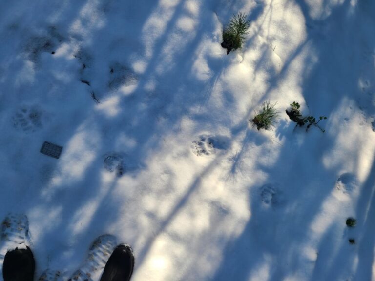Black Bear trail crossing road, traveling right to left, in a direct register, even though the snow is only an inch or two deep.