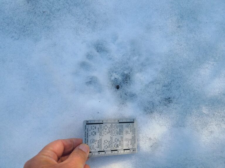Black Bear double register, left side because outer toe slightly out of line with rest of toes, meta pad shape difficult to discern.