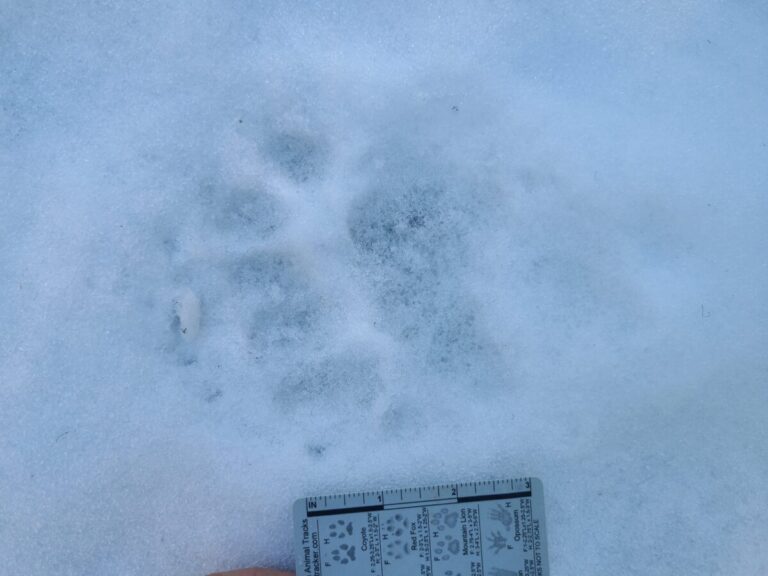 Black Bear showing extra toes from double register, right side based on the wider right edge of the meta pad.