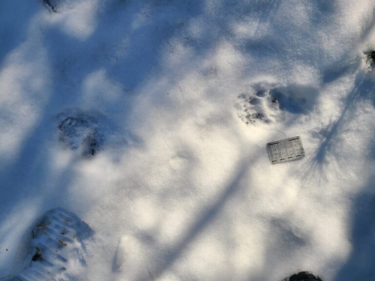 Black Bear trail crossing road, traveling right to left, in a direct register, even though the snow is only an inch or two deep.