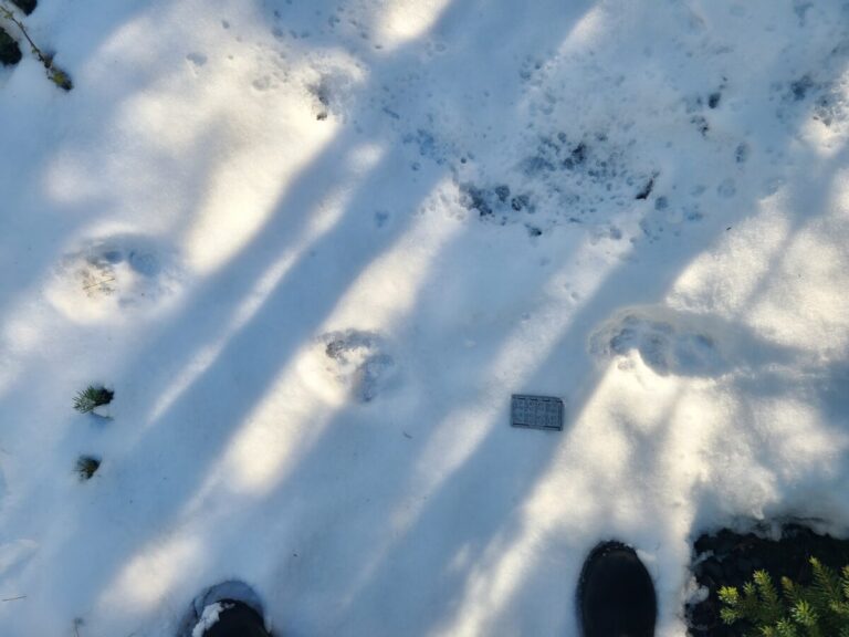 Black Bear trail crossing road, traveling right to left, in a direct register, even though the snow is only an inch or two deep.
