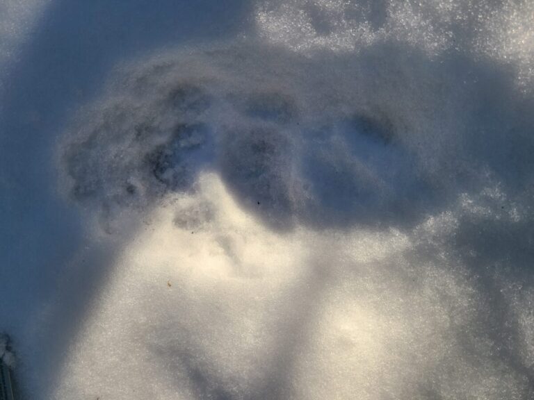 Black Bear double register, right side based on widest part of meta pad on right side.