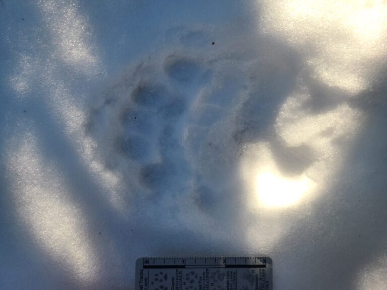 Black Bear double register, left side because of wider part of metapad on left and lowest toe on right.