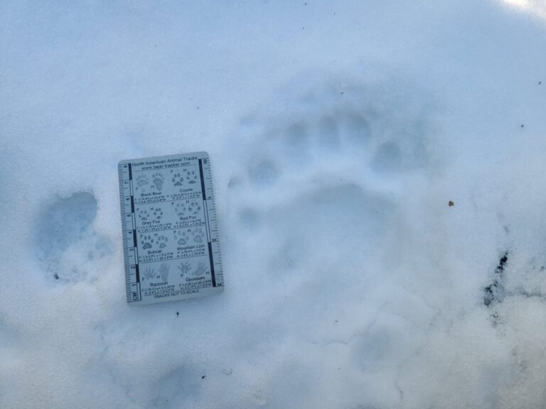 Black Bear showing extra toe due to double register, right side because meta pad widest on right.