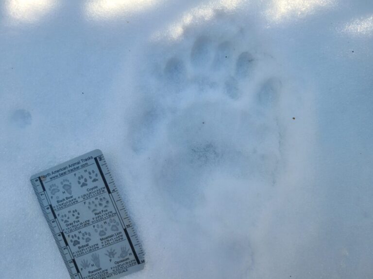 Black Bear double register, left side because of wider left side of meta pad and lowest toe on right.