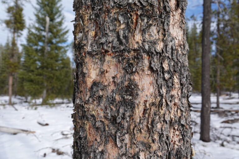 Flaked bark by a Black-backed Woodpecker on a lodgepole pine. Very small access holes are visible.