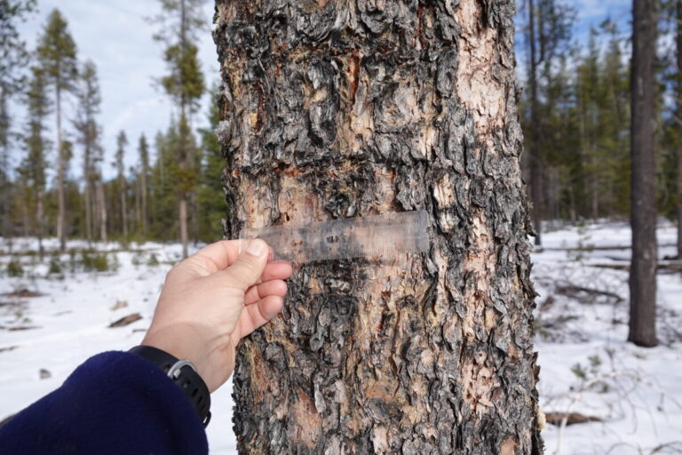 Flaked bark by a Black-backed Woodpecker on a lodgepole pine. Very small access holes are visible.