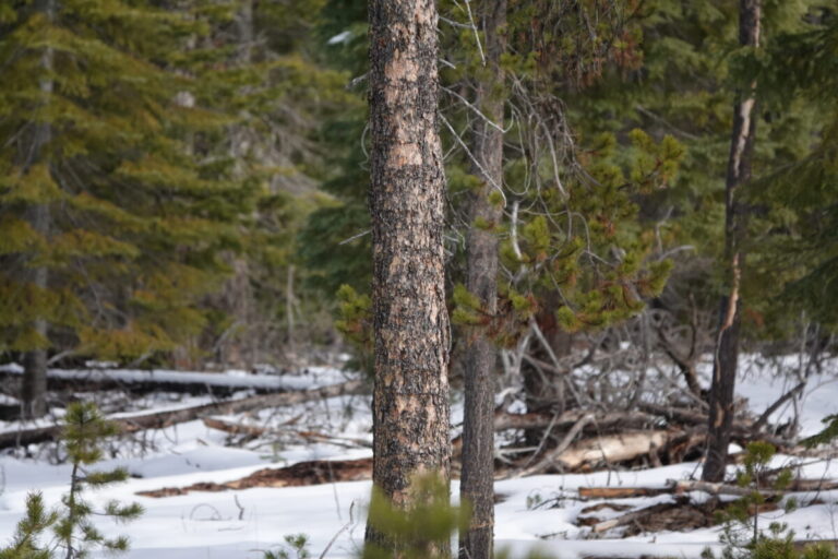 Broader view of a lodgepole pine foraged upon by a Black-backed Woodpecker.
