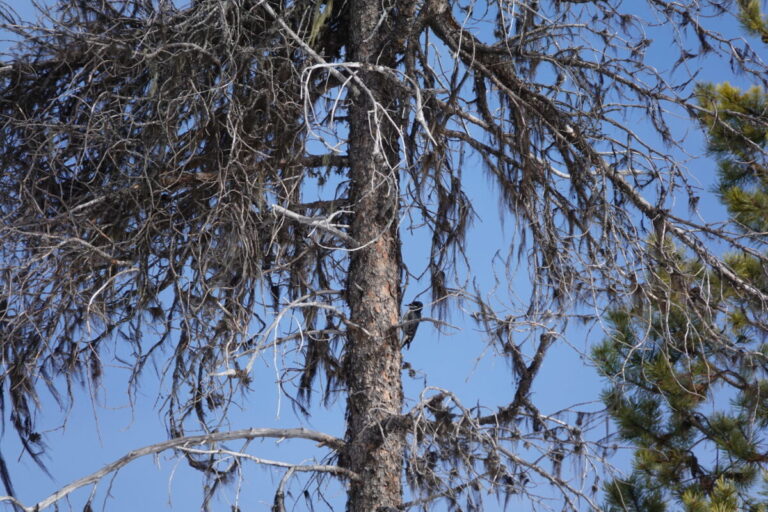 Black-backed Woodpecker on right side of the bole of a lodgepole pine where it had been feeding.