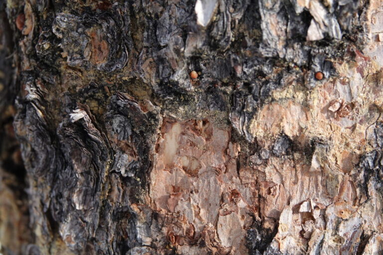 Close-up of flaked bark by a Black-backed Woodpecker on a lodgepole pine. Here the flaking has reached the cambium in one small area. Very small access holes are visible.