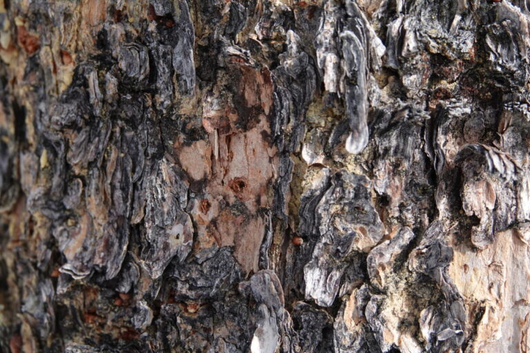 Flaked bark by a Black-backed Woodpecker on a lodgepole pine. Very small access holes are visible.