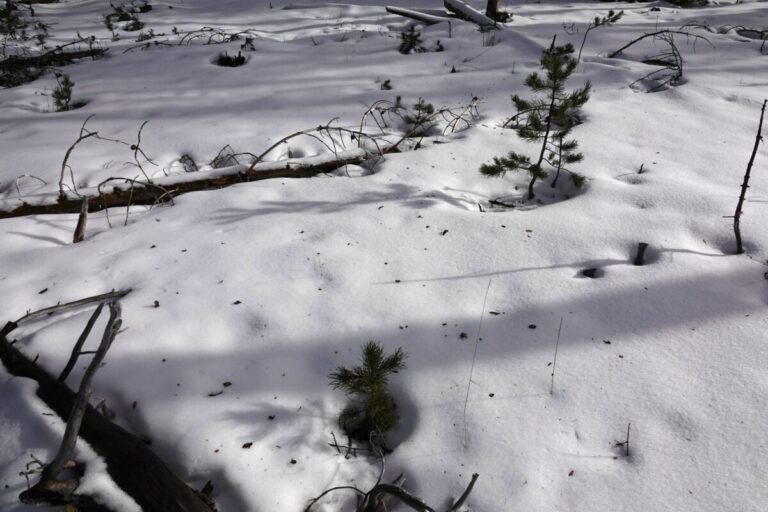 Lodgepole pine bark flakes on top of the snow from a foraging Black-backed Woodpecker.
