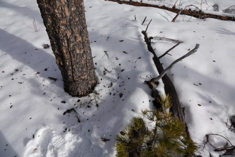 Lodgepole pine bark flakes on top of the snow from a foraging Black-backed Woodpecker.