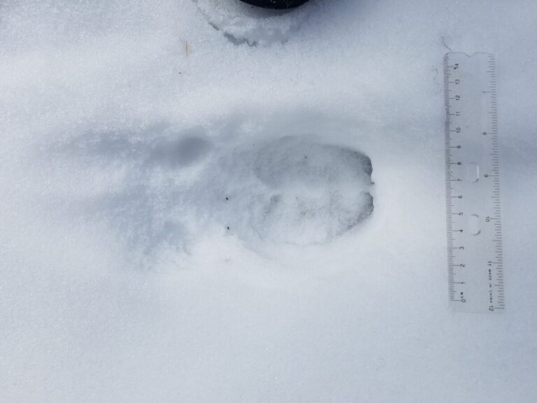 Single elk track moving left to right, showing dew claws on left behind hoof and narrowest part of cleaves facing right.