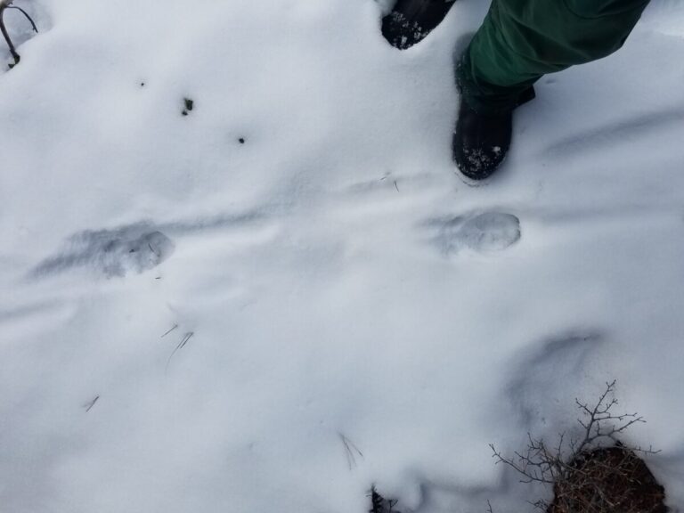 Short view of an elk trail moving left to right. Note dew claws to left of hoof.