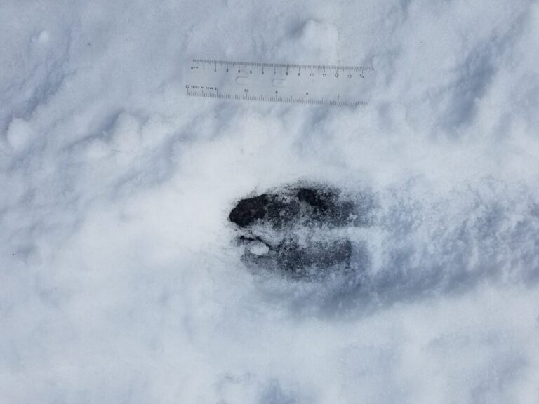 A single elk track, traveling right to left based on greater thickness to the right of center.